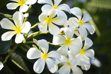 Obraz premium Flower and Gardening in nature.