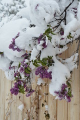 Spring Snow on the Fence