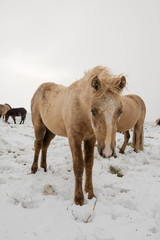Horses on snow