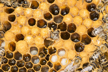 The drone in a bee hive