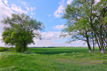 Fototapeta na wymiar landscape with trees field and blue sky