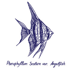 Pterophyllum Scalare variety Angelfish, hand drawn doodle, sketch in pop art style, vector illustration
