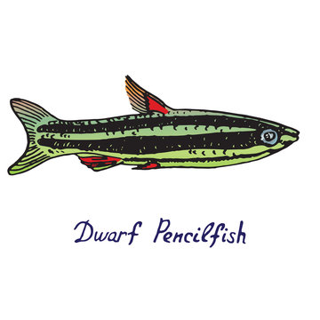 Dwarf pencilfish (Nannostomus marginatus), hand drawn doodle, sketch in pop art style, vector color illustration