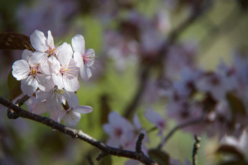 Spring flowers on a cherry tree.