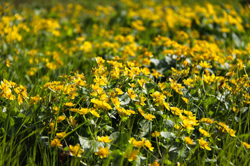 Glade blooming with yellow flowers.