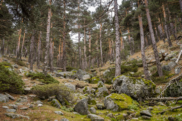 Scots pine forest In Guadarrama Mountains National Park, province of Segovia, Spain. Photo taken from Telegrafo stream