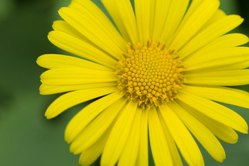 Close up of yellow daisy flowers with blurred background