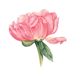 Beautiful pink, salmon color peony, hand drawn watercolor botanical illustration isolated on white background. Botanical watercolor illustration of tender, pastel pink, salmon color peony flower