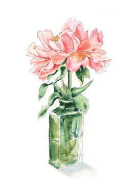 Pink, salmon color peony in green glass bottle, hand drawn watercolor sketch, botanical illustration isolated on white background. Sketch style watercolor illustration of pink peony flower in vase