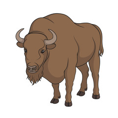 Color vector image of bison. Isolated object on white background.