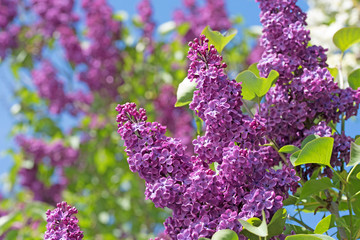 Flieder, Syringa, Lilac