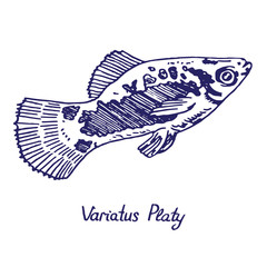 Variatus Platy (Plati, disambiguation),  hand drawn doodle, sketch in pop art style, vector illustration