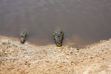 ブラジルのパンタナルにいるワニ