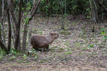 ブラジルのパンタナル湿地帯にいるカピバラ