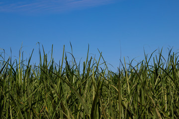 sugar cane plantation