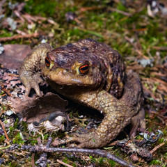 Common or European toad, Bufo bufo, in early spring close-up portrait, selective focus, shallow DOF