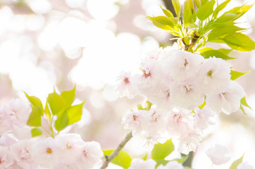 広島造幣局の八重桜
