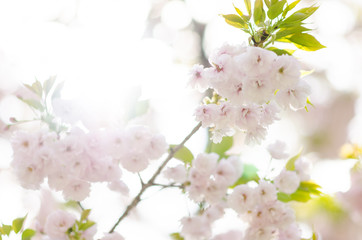 Obraz na płótnie Canvas 広島造幣局の八重桜 