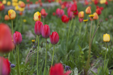 Spring tulipans background
