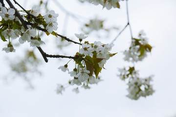 Spring tree bloom background