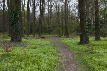 Young spring forest