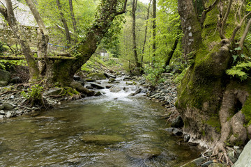Small river in the forest, photographed on The Holy Athos Mountain, Greece, spring day