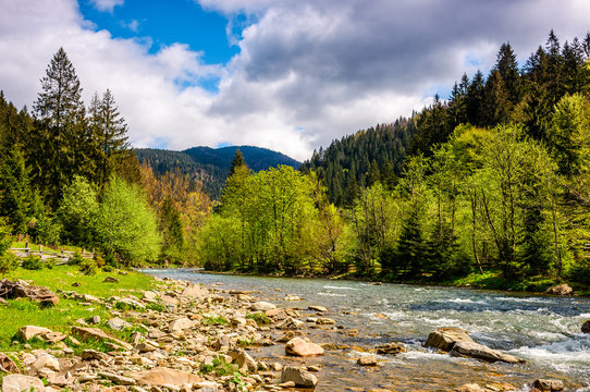 River among the forest in picturesque Carpathian mountains in springtime