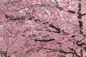 Many cherry blossom flower against white background
