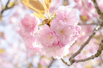 Obraz premium 広島造幣局の八重桜 