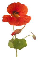 nasturtium flower isolated