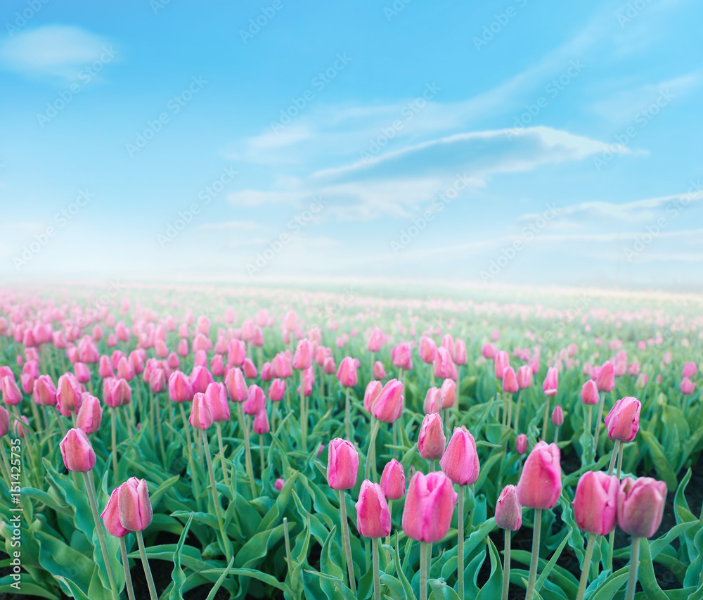 Poster field of beautiful blooming tulips