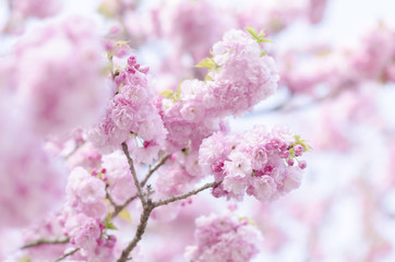広島造幣局の八重桜
