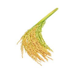 ear of paddy, ears of Thai jasmine rice isolated on white background