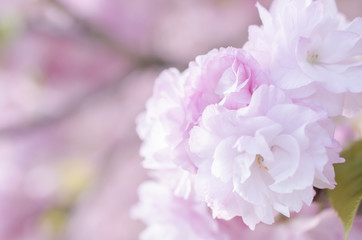 広島造幣局の八重桜
