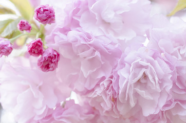 広島造幣局の八重桜
