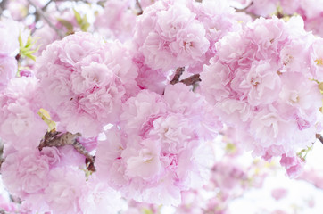 広島造幣局の八重桜
