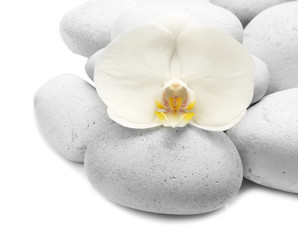 Obraz na płótnie Canvas Spa stones and orchid on white background
