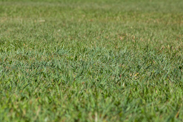 green grass texture