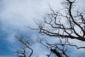 dry branch on blue sky background