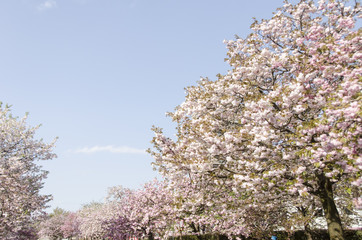 広島造幣局の八重桜
