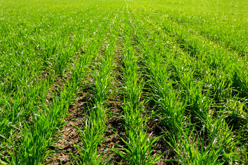 spring green field