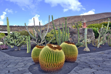 Huge ball cactus in the cactus garden on Lanzarote, Jardin de Cactus, Canary Islands