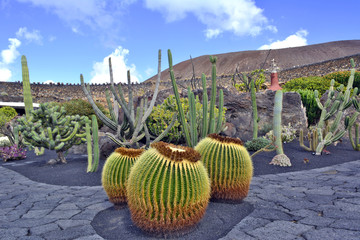 Huge ball cactus in the cactus garden on Lanzarote, Jardin de Cactus, Canary Islands © Jurek Adamski