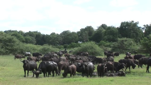 Wild Buffalo in African Kenya savannah Africa 