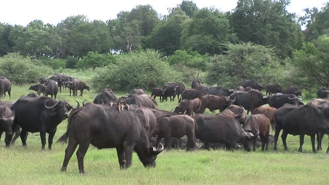 Wild Buffalo in African Kenya savannah Africa 