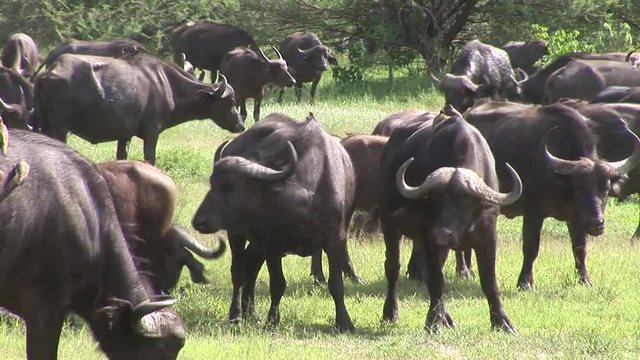 Wild Buffalo in African Kenya savannah Africa 