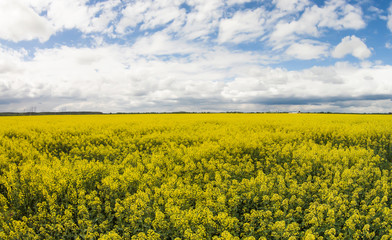 Aerial view of the yellow field with rape