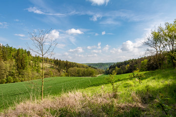 Fototapeta na wymiar Spring landscape with green meadow, forest and blue sky