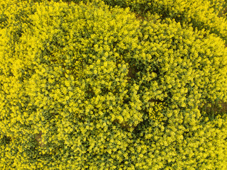 Aerial view of the yellow field with rape