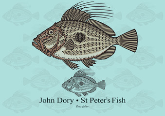 John Dory, Saint Peter`s Fish. Vector illustration for artwork in small sizes. Suitable for graphic and packaging design, educational examples, web, etc.